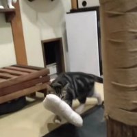 枕を運ぶ猫