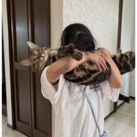 抱っこされている猫