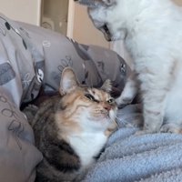 見上げる先輩猫