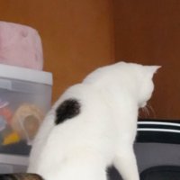 押し入れに入ろうとする猫2