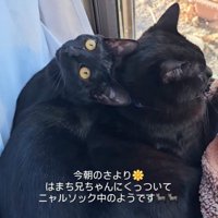 一緒に窓の外を眺める猫