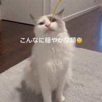 おもちゃで遊んでもらう猫