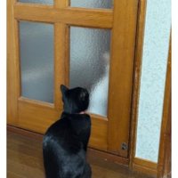 ドア前にいる猫