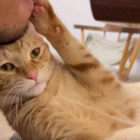 人のあごにほおずりをしている猫