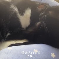自分の上で眠っているハチワレ猫を見つめる黒猫