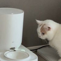 給餌器を見つめる猫