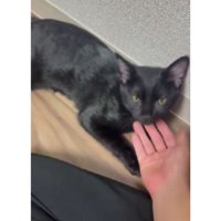 撫でられる猫
