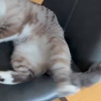 横へ倒れ込むヴェルちゃん