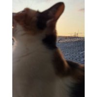 夕暮れの猫