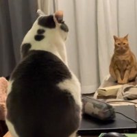 見つめる猫
