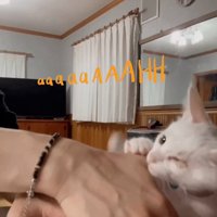 諦めない