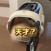 キャリーケースの中の猫