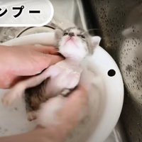 シャンプーされている子猫