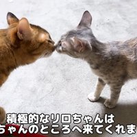 顔を近づけている成猫と子猫
