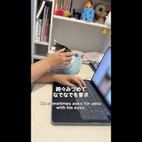 なでなでを要求