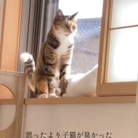 口を開ける猫