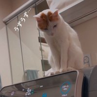 洗濯機に乗る猫アップ