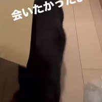飼い主を出迎える黒猫