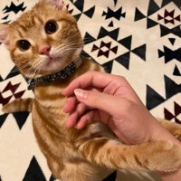 床で飼い主の手の上に手を乗せている猫