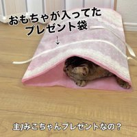 袋に入った猫