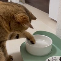 水飲みに手を入れる猫