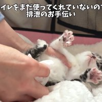 テロップ「トイレをまだ～」