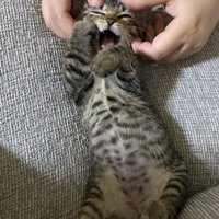 小さい頃の猫