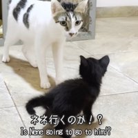 猫2匹