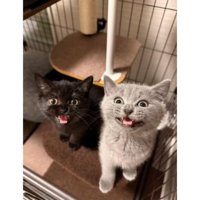 ケージにいる猫