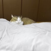 引きの秀吉くんの写真