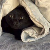 人の指をくわえる猫