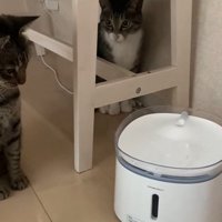 キジトラ猫を見つめる猫