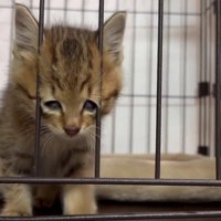 ケージの中の子猫