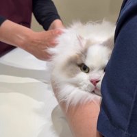 お尻に注射されている片目が隠れた猫（目線向かって左上）