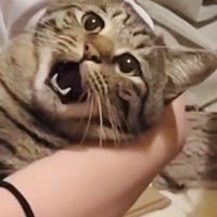 ママさんに爪を切られるキジトラ猫