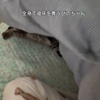 猫の手足