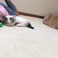寝る子猫