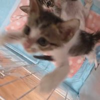 ジャンプする子猫