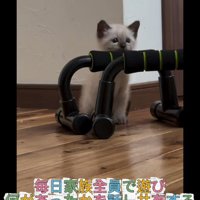 物陰からのぞく子猫