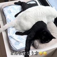 黒猫の上に乗っている白猫「どんな重なり方」