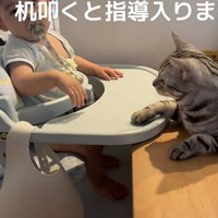 赤ちゃんと猫の写真3