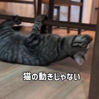 テーブルの下で遊ぶ猫