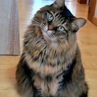 首を傾げる猫