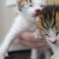 眠そうな赤ちゃん猫