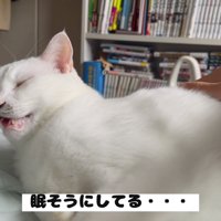 眠たそうなハクくん