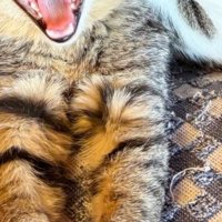 猫の手