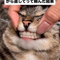 人間の歯に差し替えられている