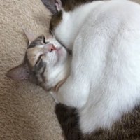 猫の上に馬乗りになっている猫