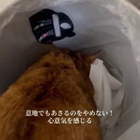 ゴミ箱に夢中な猫