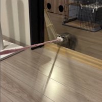猫じゃらしを持っている猫